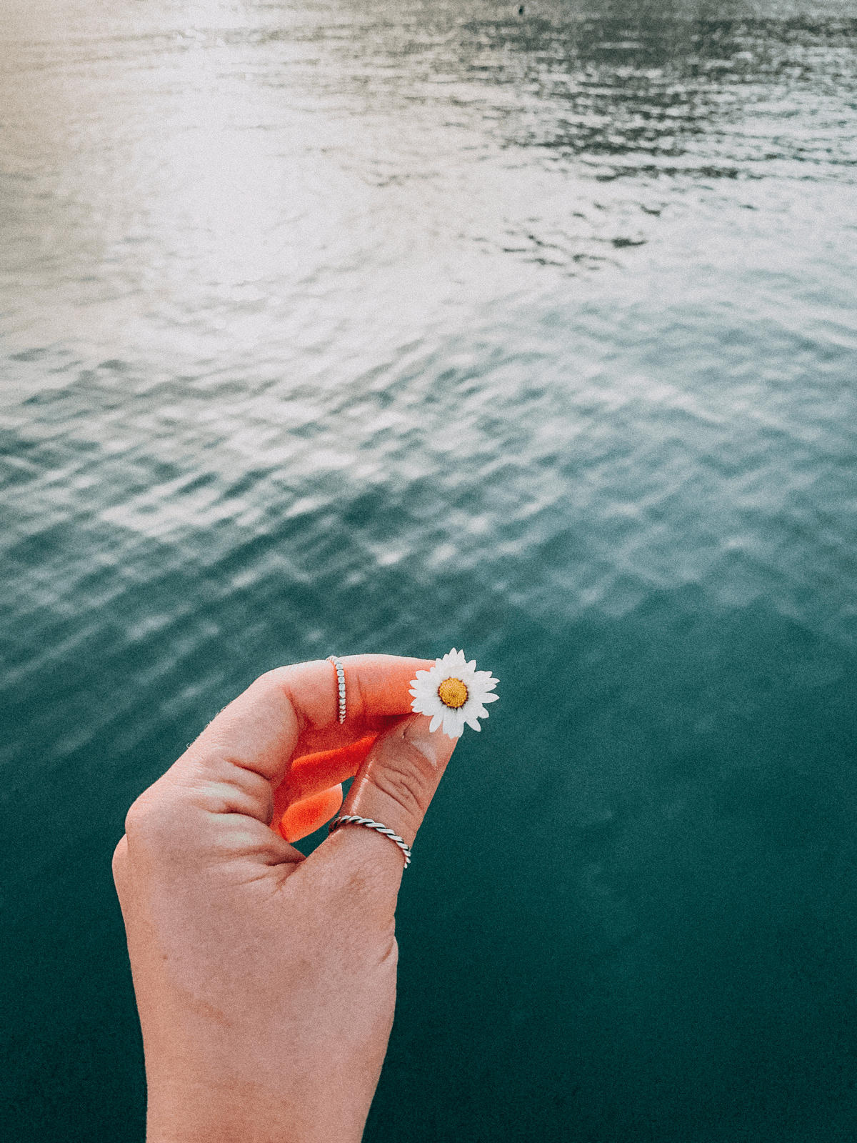 a-hand-holds-a-chamomile-flower-on-the-background-2023-03-24-21-44-10-utc